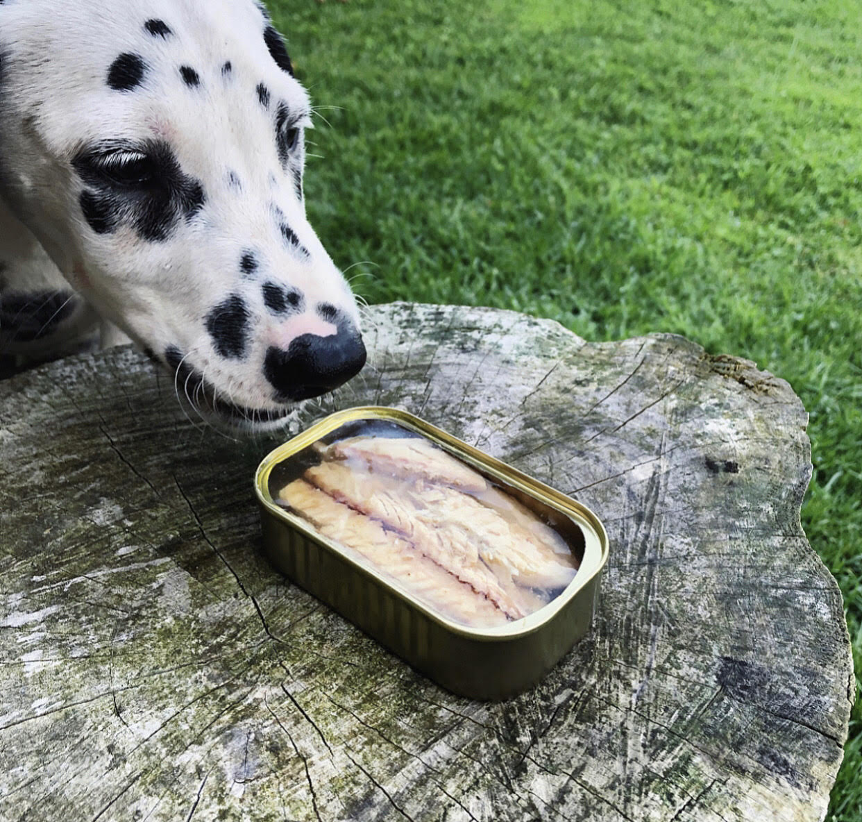 FILETES DE CABALLA AL NATURAL - CANUMI - Imagen 3