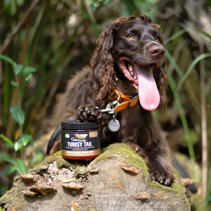Super Snouts Turkey Tail. Regula y Refuerza el Sistema Inmune. - Imagen 2