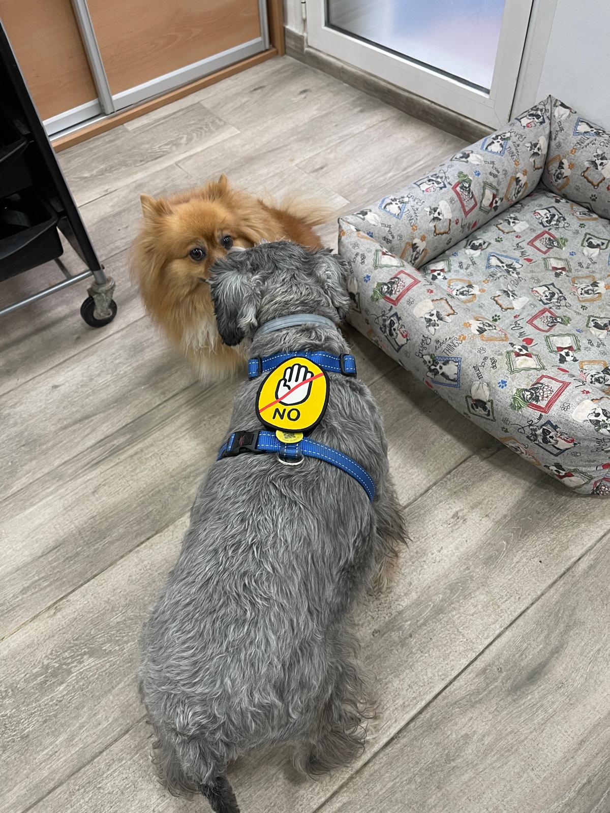 PARCHE DE ADVERTENCIA "NO TOCAR" PARA PERRO - Imagen 5