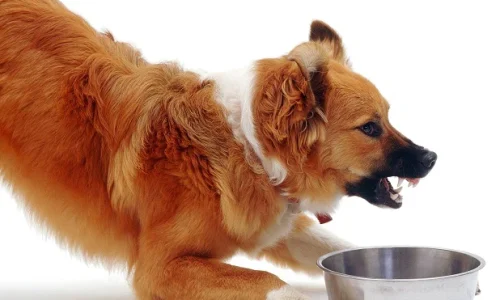 Blog-Food-Aggression_1024x1024 Blog-Food-Aggression_1024x1024