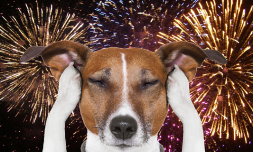 como-ayudar-a-tu-perro-si-tiene-miedo-a-los-petardos como-ayudar-a-tu-perro-si-tiene-miedo-a-los-petardos