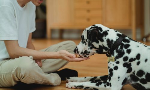 pexels-bethany-ferr-5482778